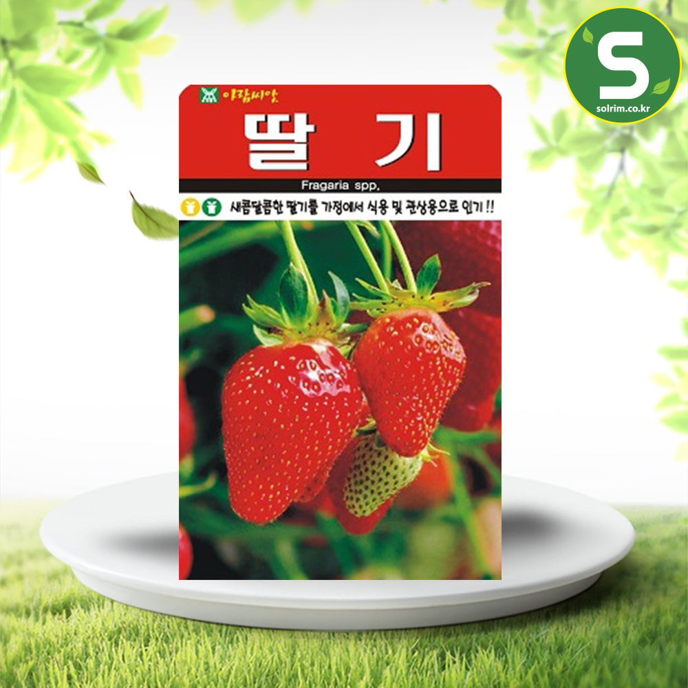 딸기씨앗 100립 딸기 식용 관상용 다년생 전국재배