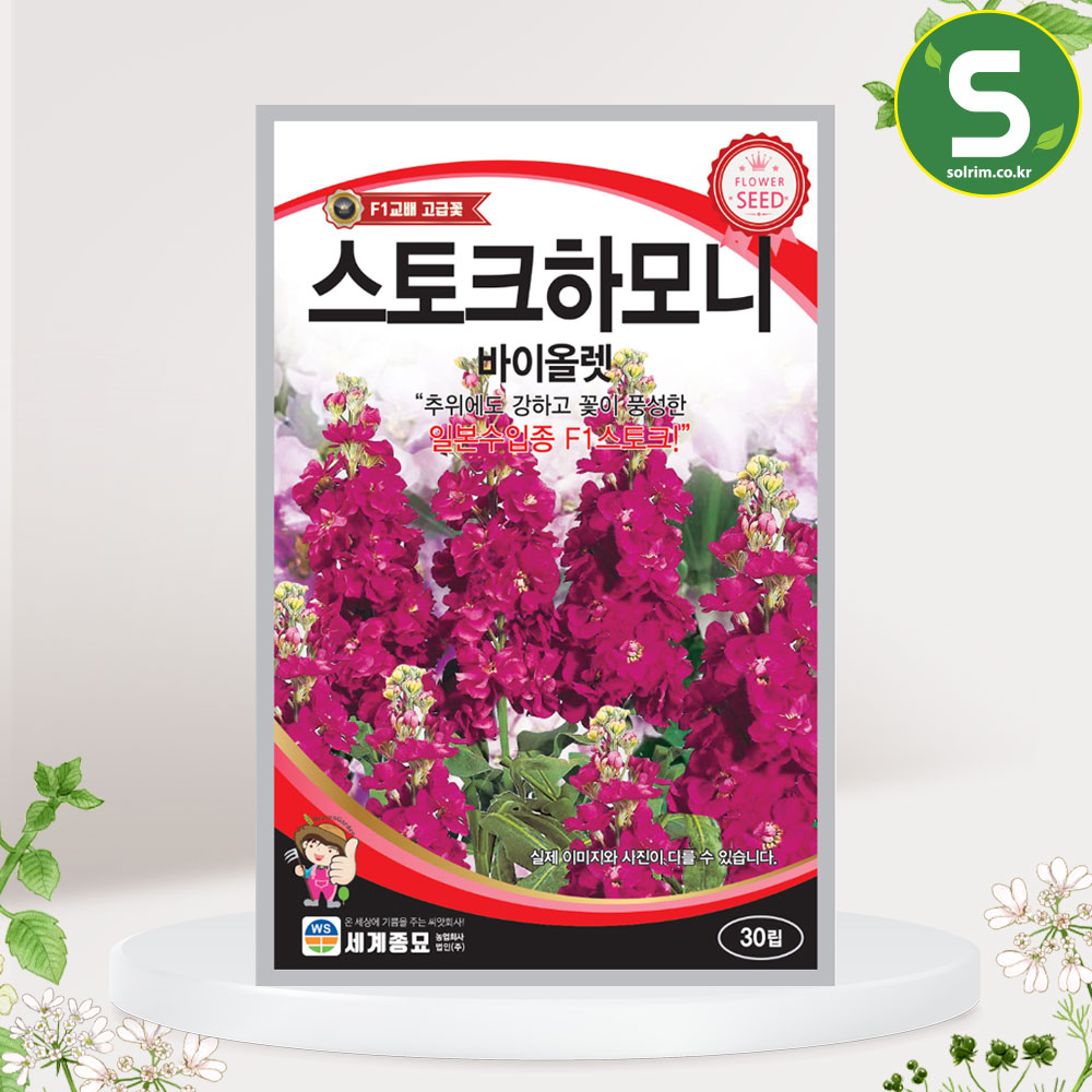 스토크하모니바이올렛 30립 꽃씨앗 비단향꽃무 화단용
