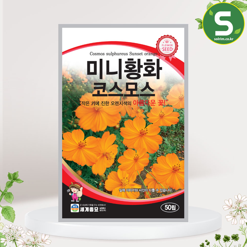 미니황화코스모스 50립 꽃씨앗 오렌지색 코스모스