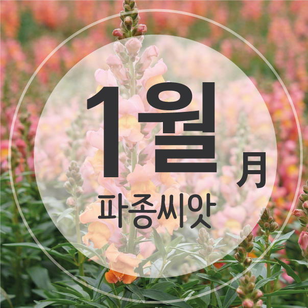 솔림텃밭몰 1월 파종 가능 꽃 야생화 씨앗 모음